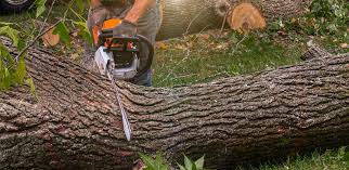 Best Commercial Tree Services  in Rosamond, CA