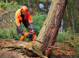 Best Tree Maintenance Programs  in Rosamond, CA