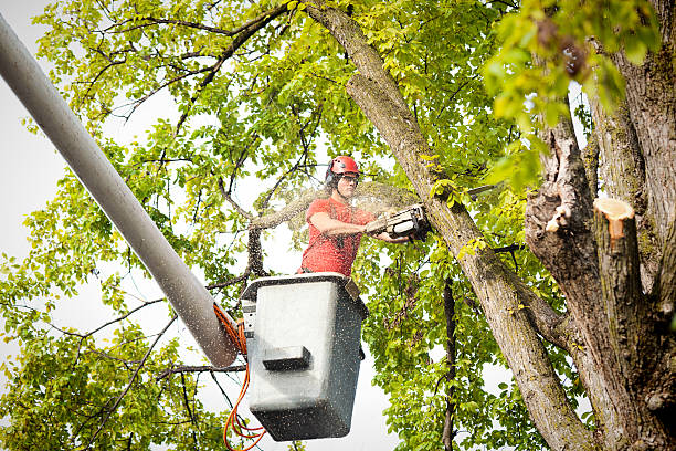 Professional Tree Care in Rosamond, CA