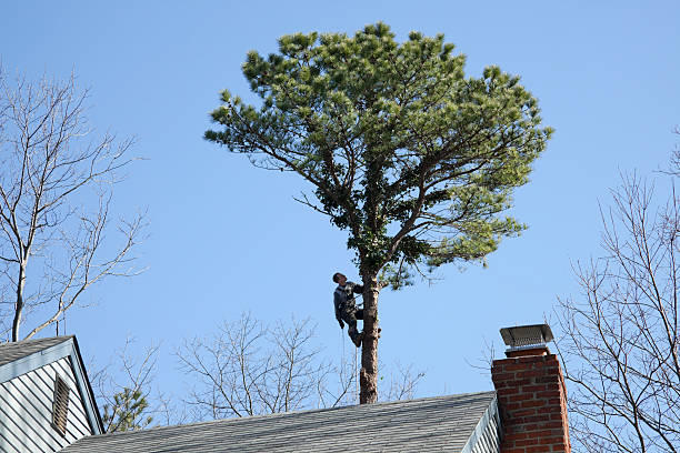 Best Hedge Trimming  in Rosamond, CA