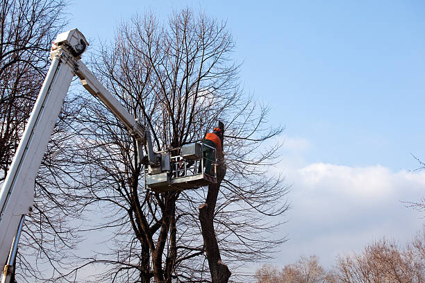 How Our Tree Care Process Works  in  Rosamond, CA