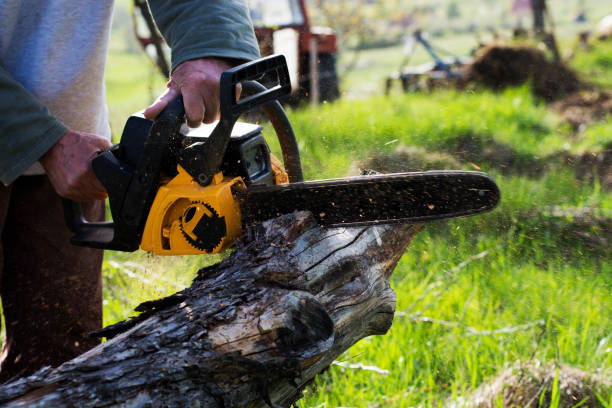 Best Tree Risk Assessment  in Rosamond, CA