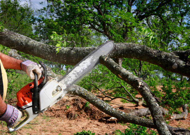 Best Seasonal Cleanup (Spring/Fall)  in Rosamond, CA