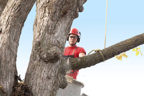 Best Tree Mulching  in Rosamond, CA