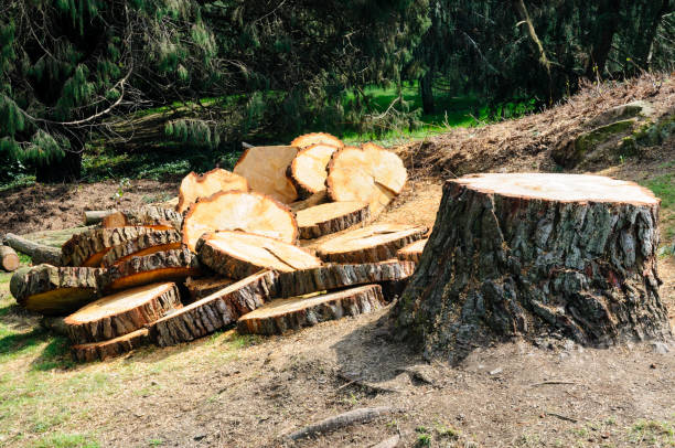 Best Fruit Tree Pruning  in Rosamond, CA
